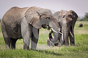 Elephant family with young on grazing