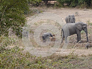 Elephant family Zambia safari Africa nature wildlife