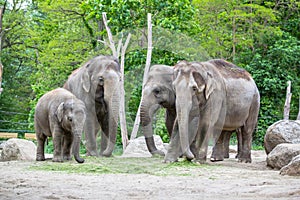 Elephant family in a Zoo of Berlin, Germany