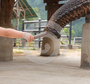 Elephant Feeding