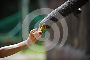 Elephant Feeding