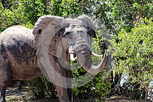 Elephant feeding along the banks of the kafue river in zambia