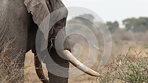 Elephant feeding head shot