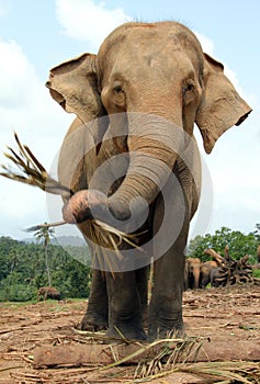 Elephant Feeding and Looking into the Camera