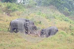 Elephant feeding in meadow