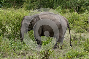 Elephant feeding in the natural forest in kerala