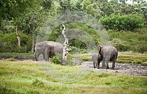 Elephant feeding in the natural forest in kerala