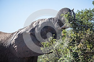 Elephant Feeding in South Africa