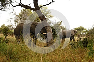 Elephant Feeding time