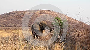 Elephant feeding from tree