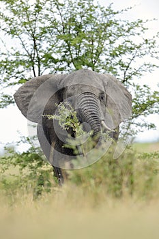 Elephant feeding on tree