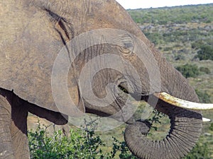 Elephant feeding on vegetation in the Addo Elephant Park, South