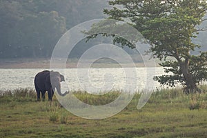 Elephant is feeding in Yala national park Sri Lanka
