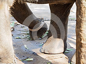 Elephant feet