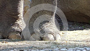 Elephant feet and trunk