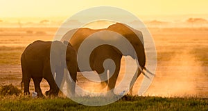 Elephant female and a juvenile elephant walking together in Amboseli National Park in Kenya