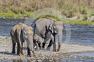 Elephant females carrying baby under protection