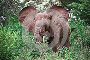 Elephant flapping ears