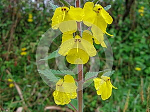 An elephant flower Rhynchocorys elephas