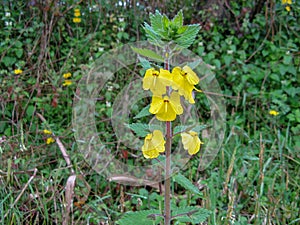 An elephant flower Rhynchocorys elephas