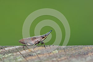 Elephant a foam cicadas