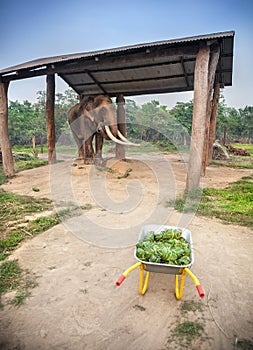 Elephant with food in Nepal