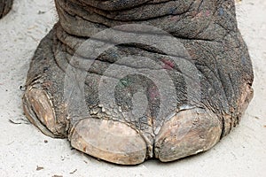 Ein elefant bein 