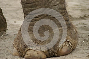 Elephant Foot