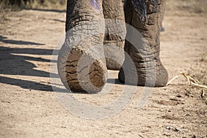 Elephant foot close up in kruger park south africa