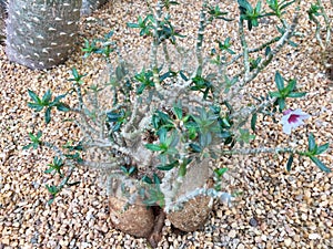 Elephant foot plant pachypodium saundersii