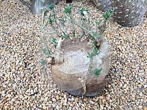 Elephant foot plant pachypodium saundersii