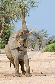 Elephant foraging high in tree