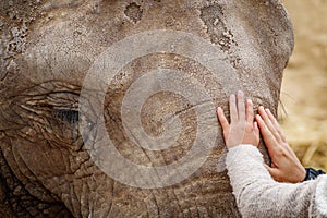 Elephant forehead and eyes with child and mom hands