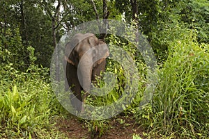 elephant in the forest