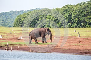 Elephant and forest
