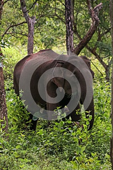 elephant in the forest eating food grass walking wildlife
