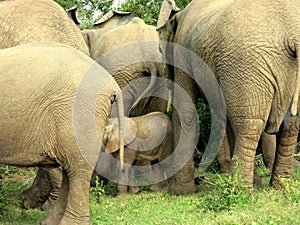 Elephant in forrest in Africa