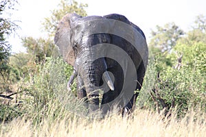 Elephant at front photo
