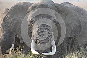 Elephant in front with big tusks
