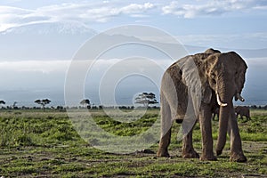 Elephant in front of Kilimanjaro