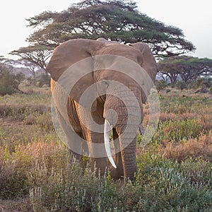 Elephant in front of Kilimanjaro, Amboseli, Kenya.