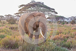 Elephant in front of Kilimanjaro, Amboseli, Kenya.