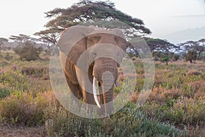 Elephant in front of Kilimanjaro, Amboseli, Kenya.