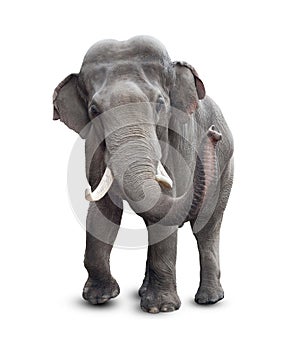 Elephant front view with clipping path