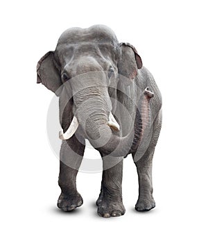 Elephant front view with clipping path photo