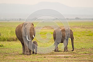 Elephant front view with his cub in the savannah of Amboseli