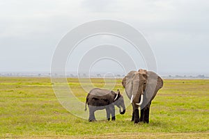 Elephant front view with his cub in the savannah of Amboseli Par