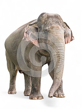 Elephant full body isolated white background photo