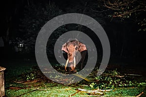 elephant in full moon day