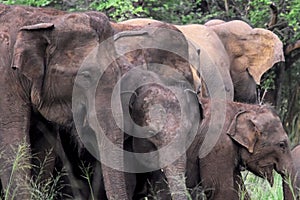 Elephant gan in sri lanka